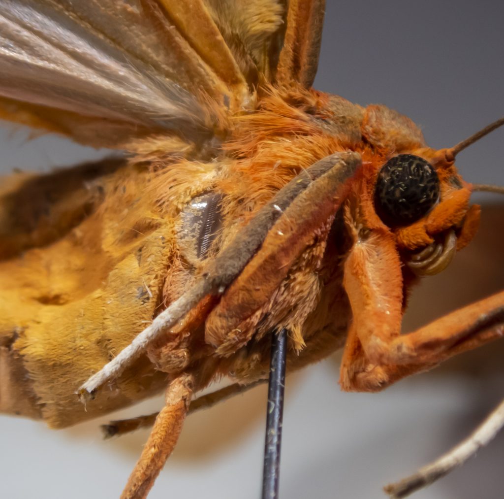 Close up photograph of an orange moth