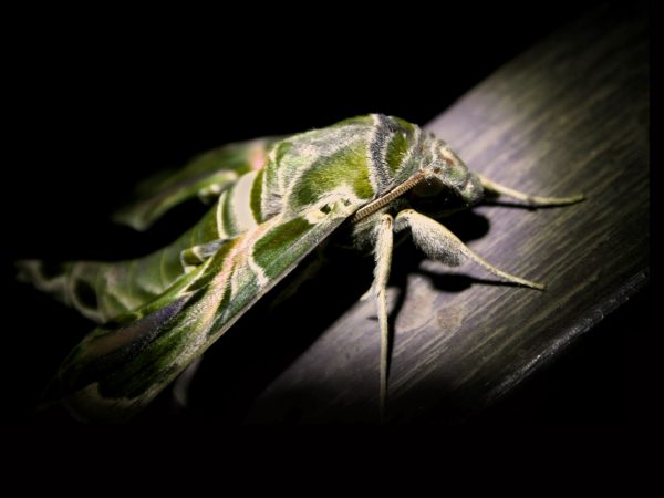 Photograph of a green moth perched on wood