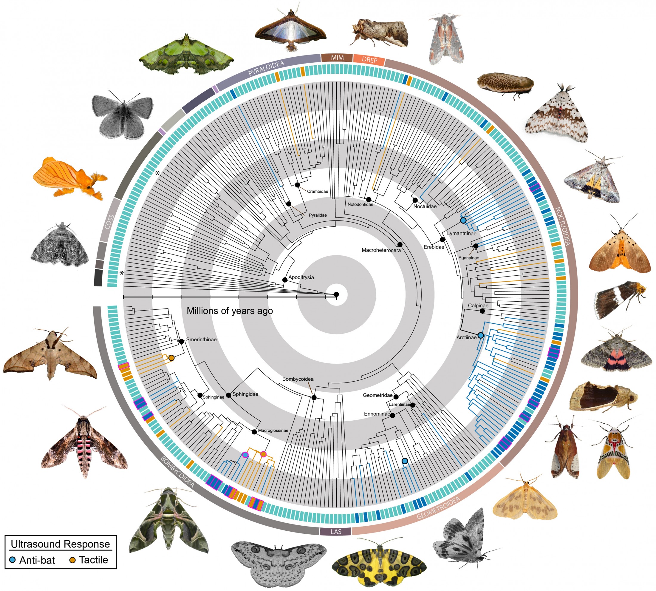 Phylogeny of butterflies highlighting which species produce ultrasonic sound
