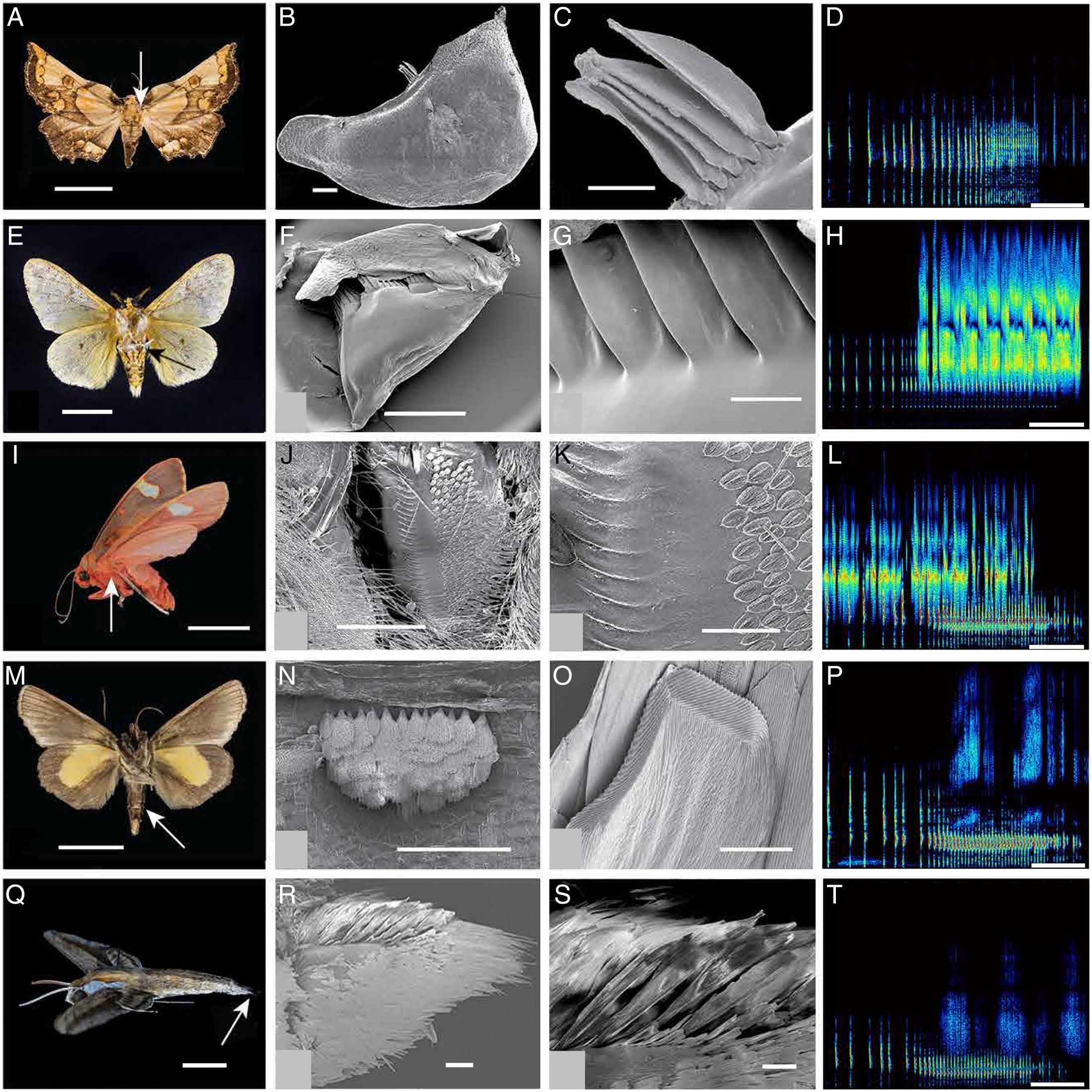 5 moths, close-ups of their sound-producing anatomy, and imaging of the sounds they make