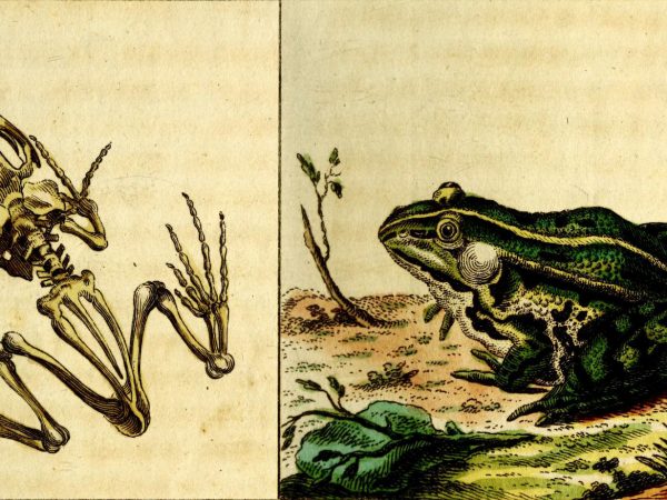 Vintage illustration of frog skeleton in left-hand frame and live frog in right-hand frame