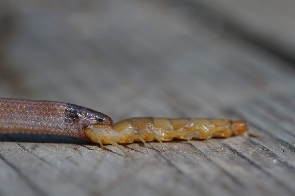 close up of snake and centipede specimens - centipede is stuck in the snakes mouth