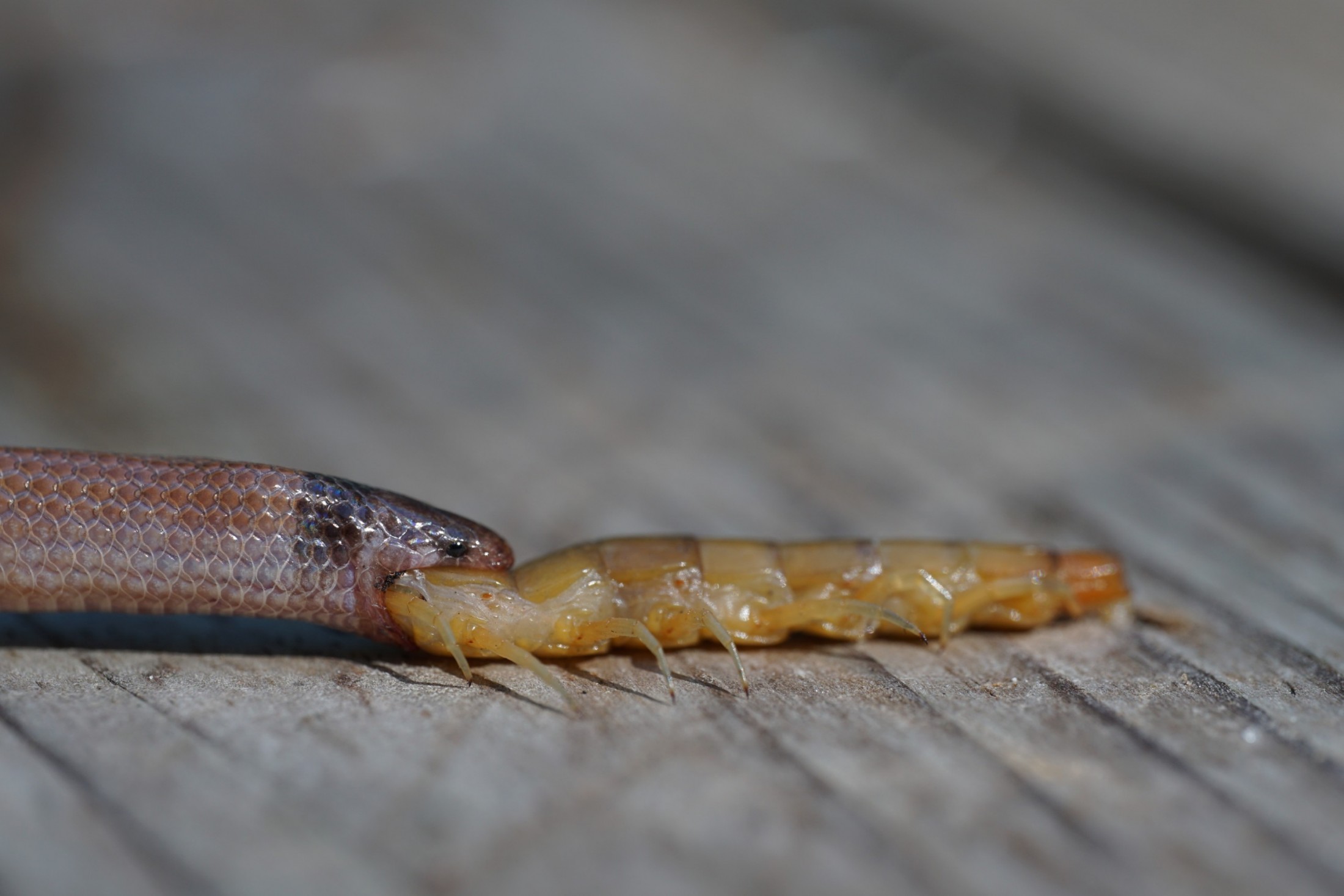 North America’s rarest snake found biting off more than it could chew
