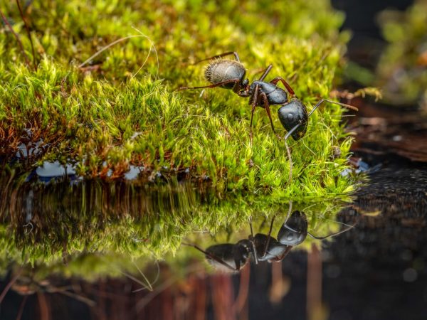 Ant walking on moss looking at reflection in water