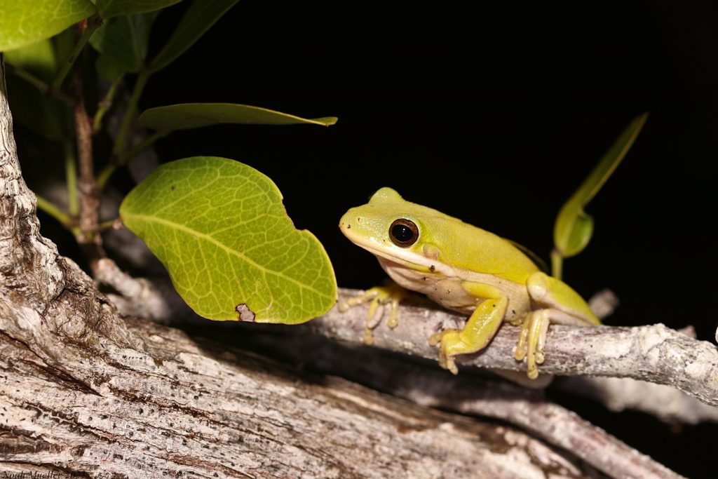 Photo of Hyla cinerea