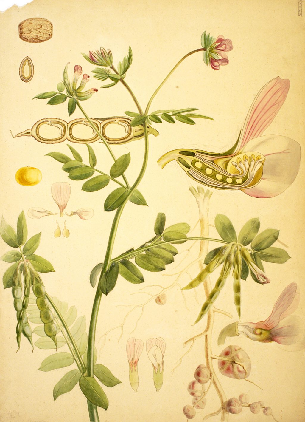 Illustration of bean plant, highlighting leaves, fruit, flowers, and nodulees