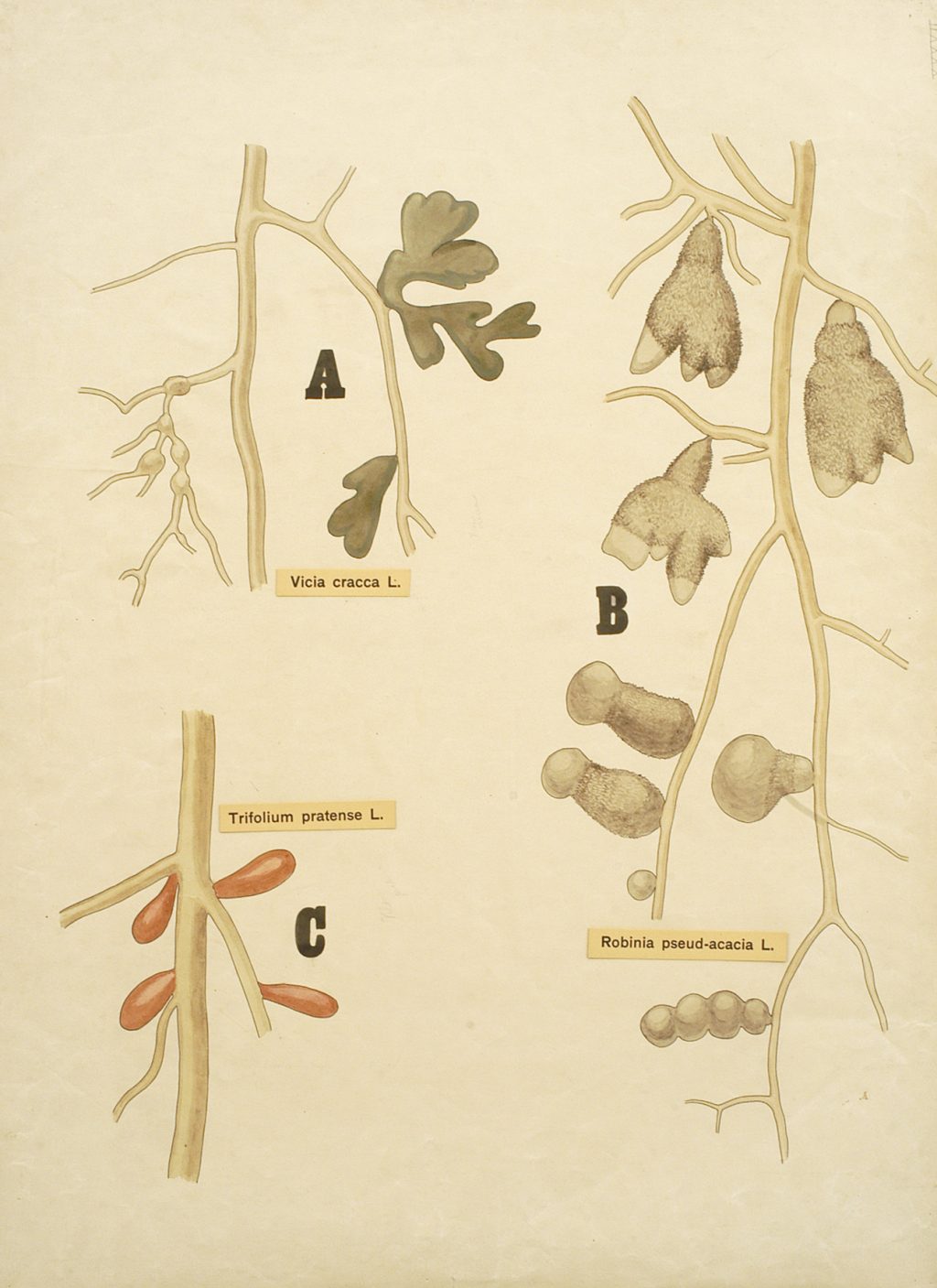 Illustration of the nodules of three nitrogen-fixing plants: Viccia cracca, Trifolium pratense, and Robinia pseud-acacia