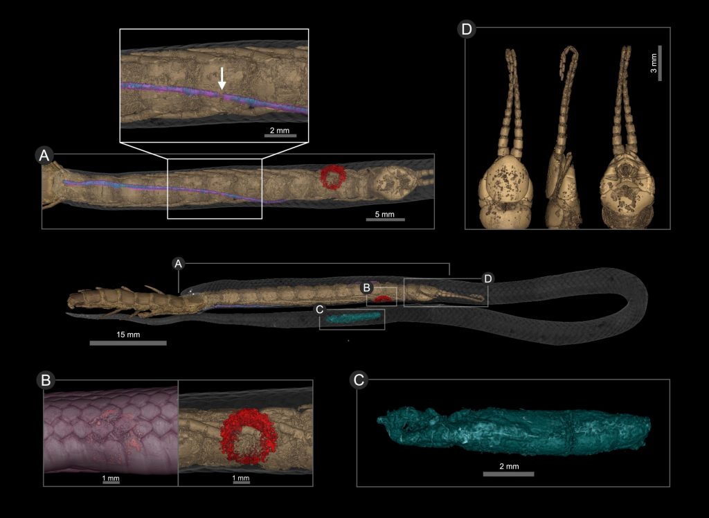CT scans of a snake