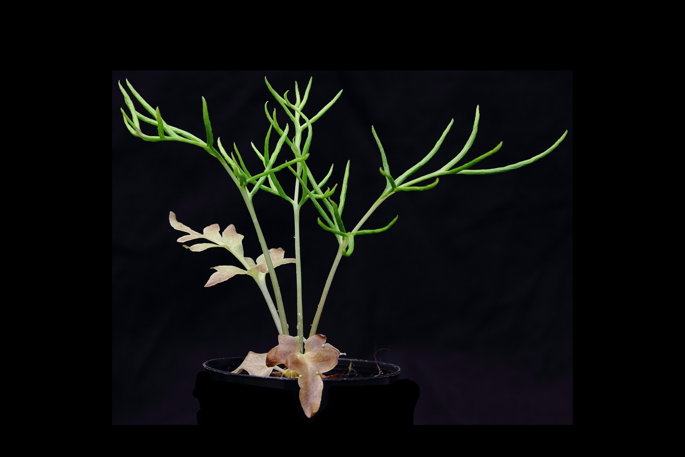 Ferns finally get a genome, revealing a history of DNA hoarding and