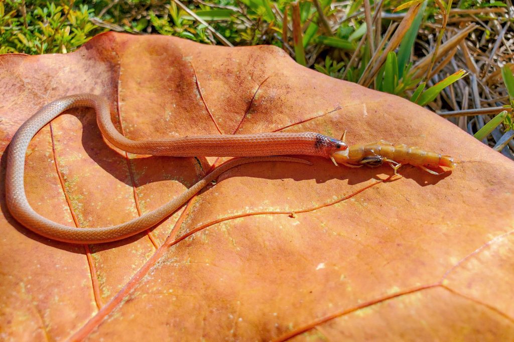Snake eating centipede on leaf