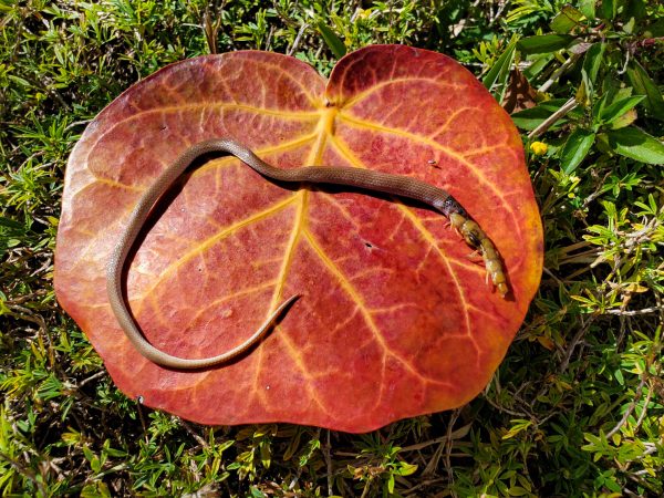 interlocked snake and centipede specimen set on a orange and red leaf
