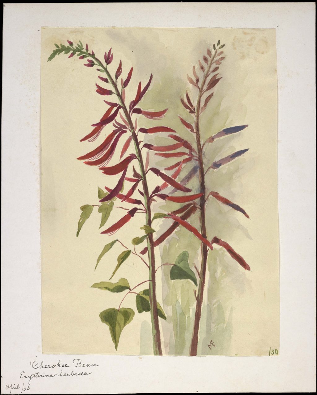 Watercolor illustration of Erythrina herbacea