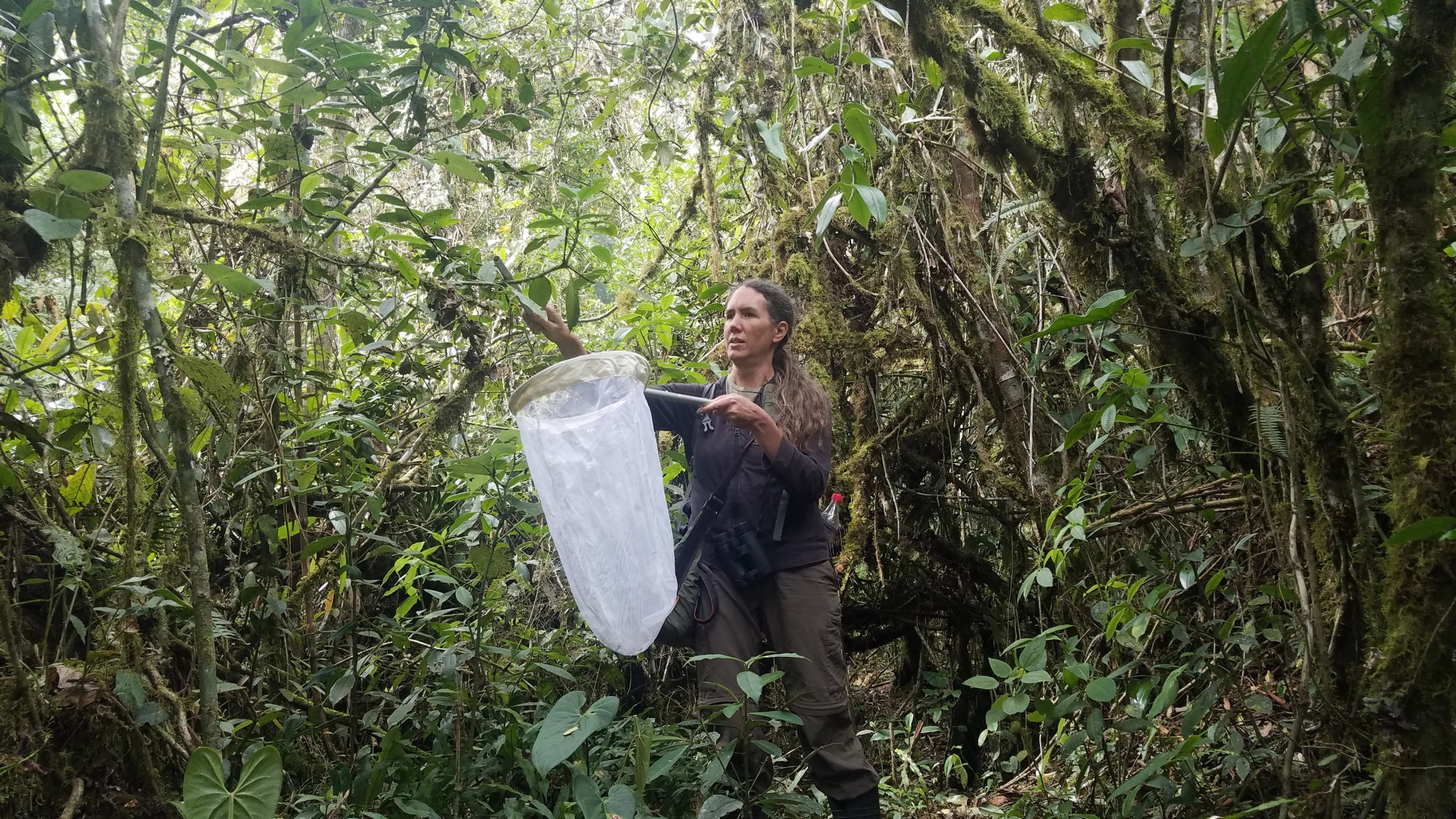 person collecting insects in tropical rainforest wth net