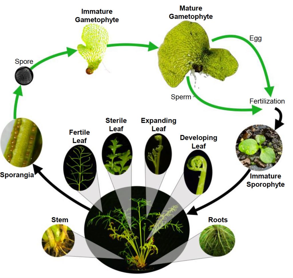 Image depicting the lifecycle of Ceratopteris richardii