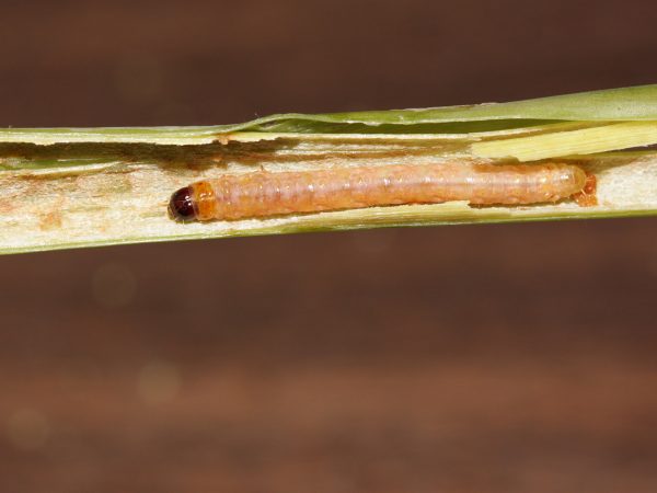 Caterpillar eating its way through a plant stem