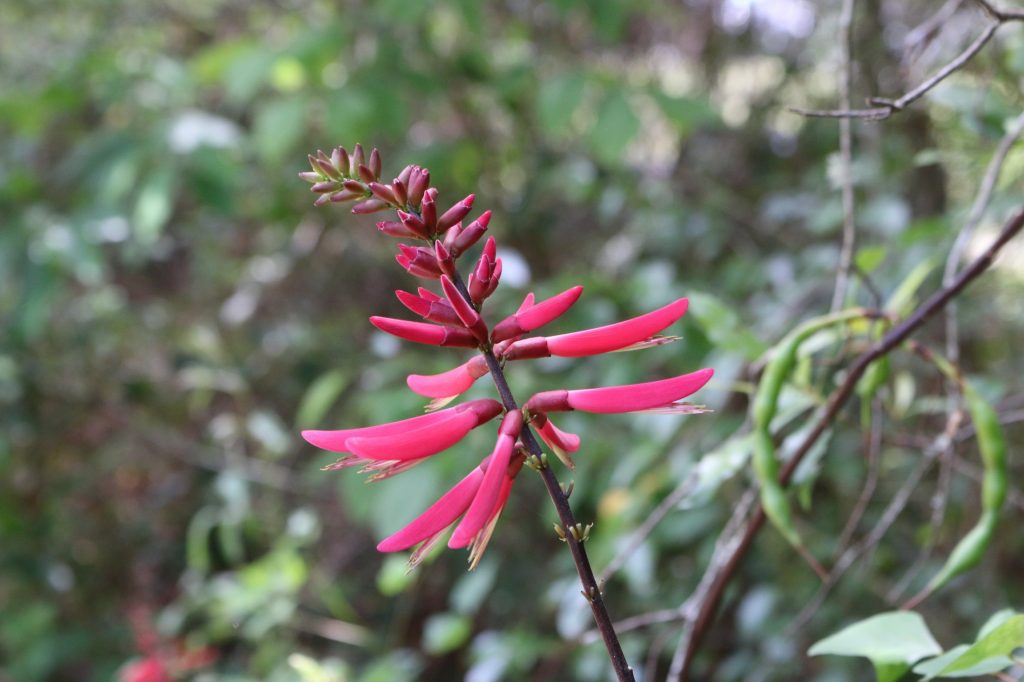 Red flowers of on a stem