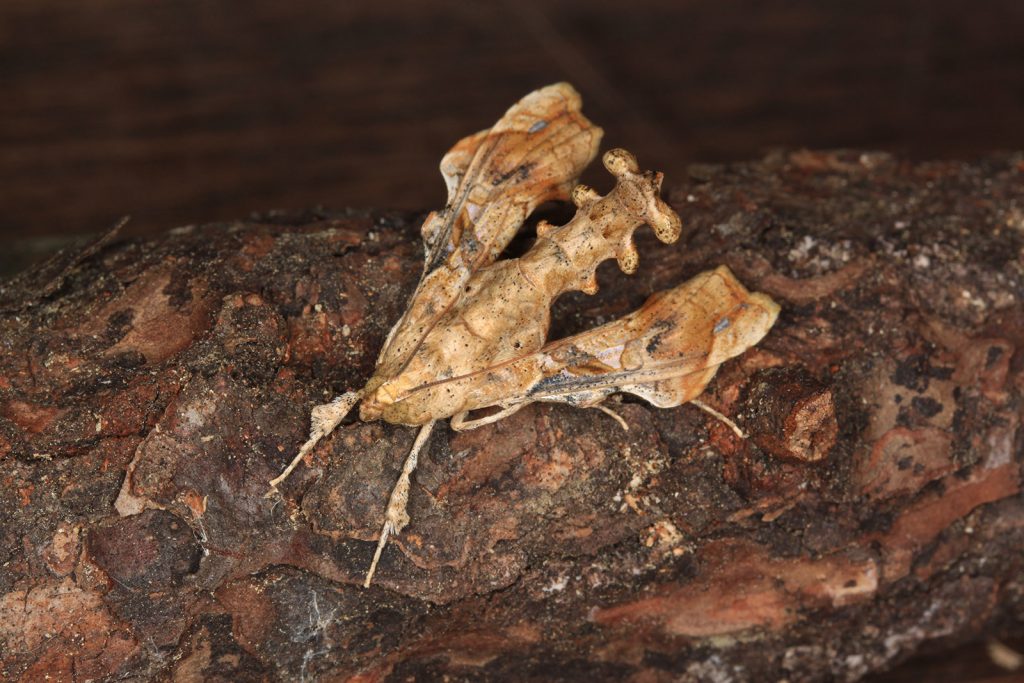Large brown moth with corrugated abdomen