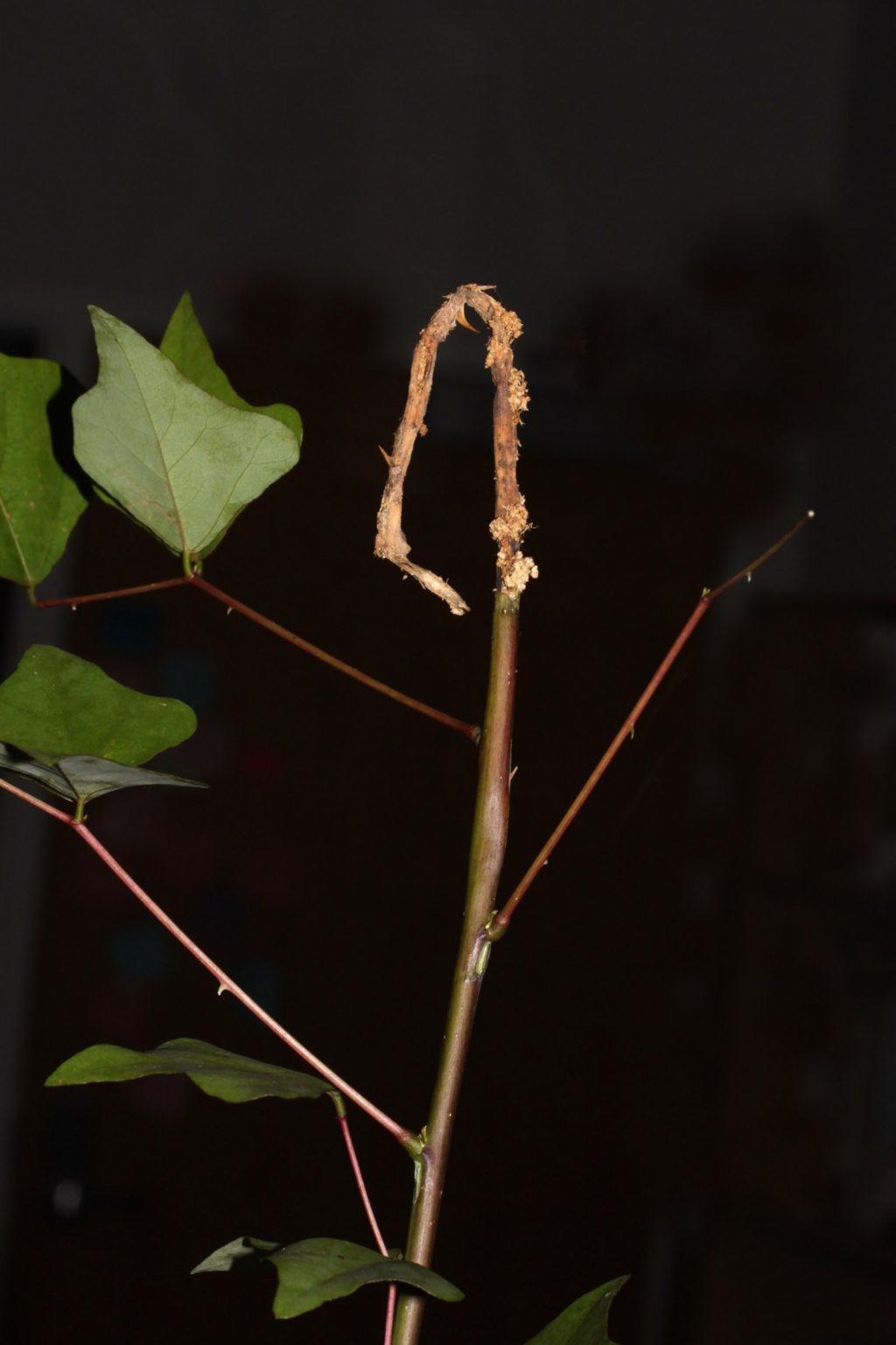 Wilted stem from insect damage
