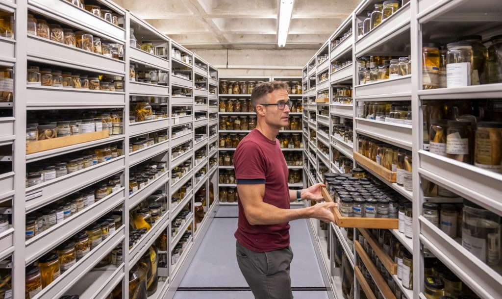 Person pulls out specimen drawer in aisle of specimens