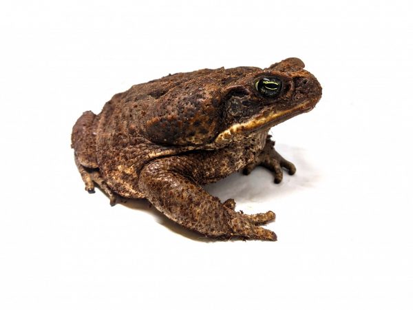 Large toad against a blank background