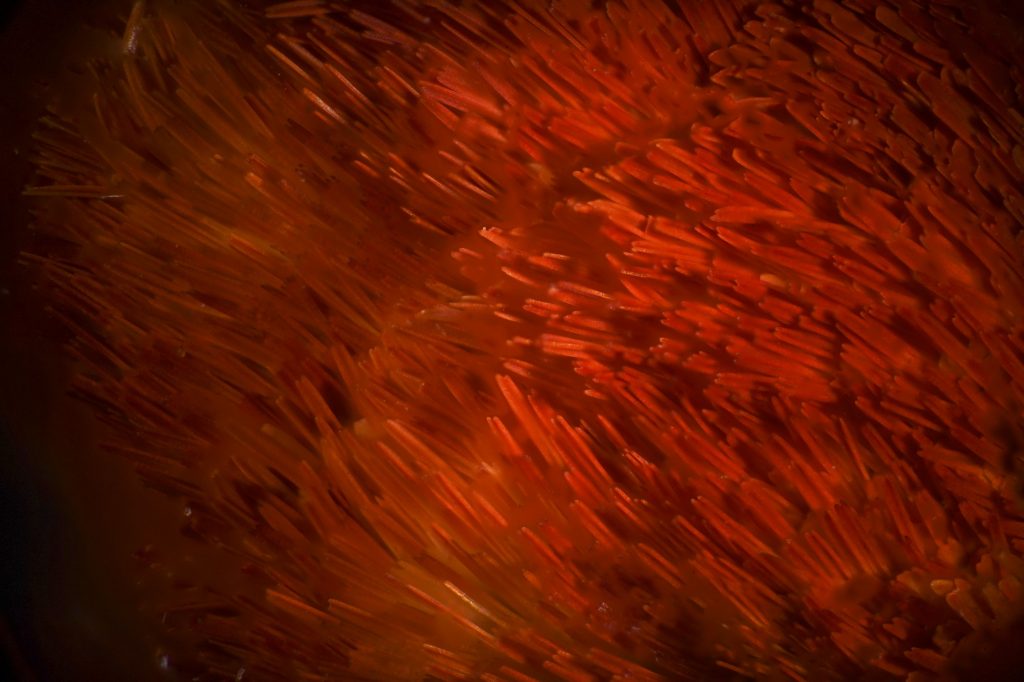 Close up of red butterfly scales