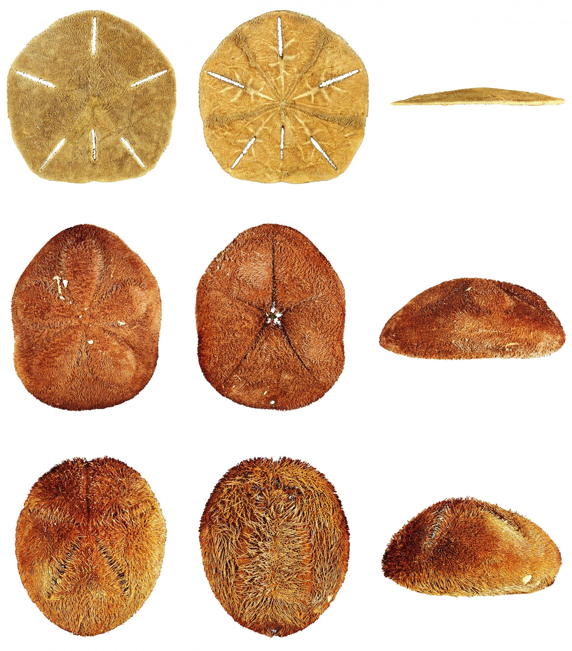 Image of three sea urchins specimens, showing the top, bottom, and side views of each