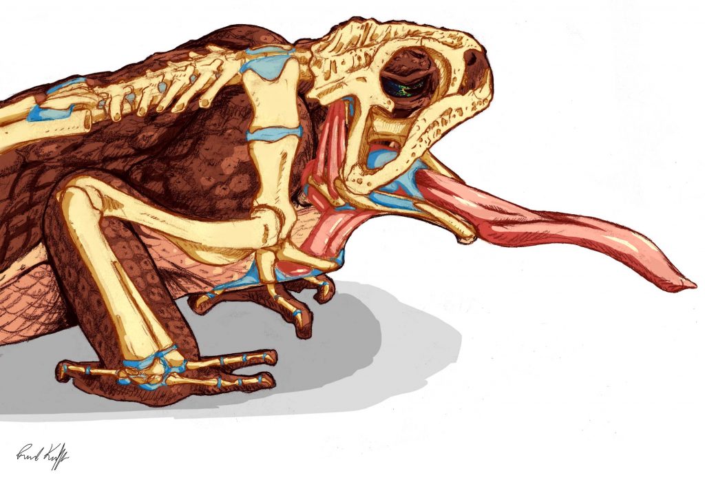 Illustration of frog, showing tongue, tissue, and bone