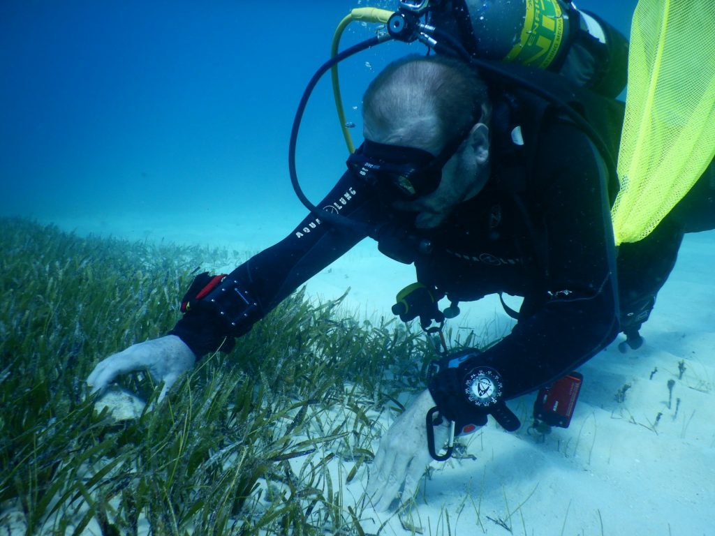 Man picking up a shell from a seagrass bed underwater