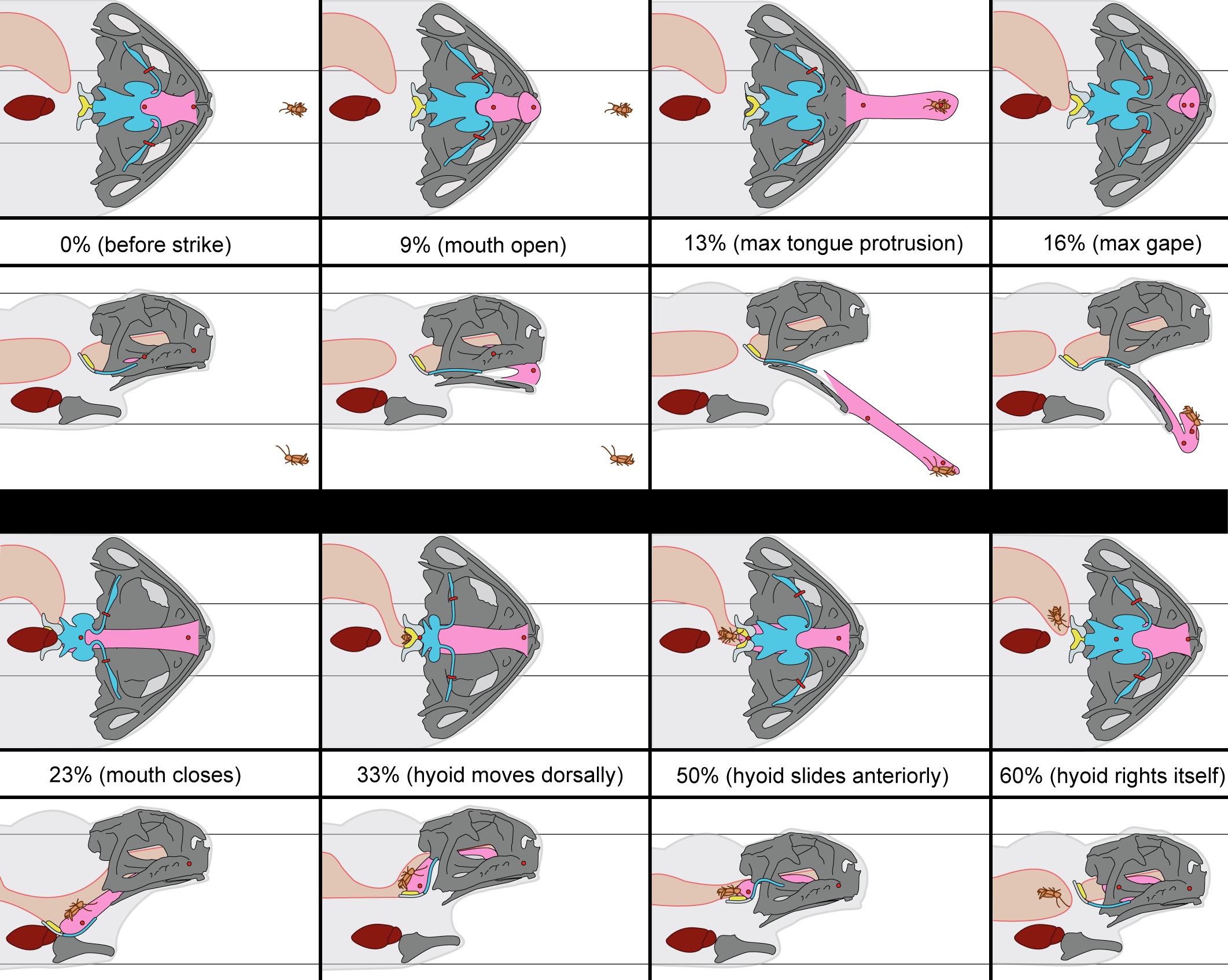 Diagrams depicting how cane toads capture and swallow their prey