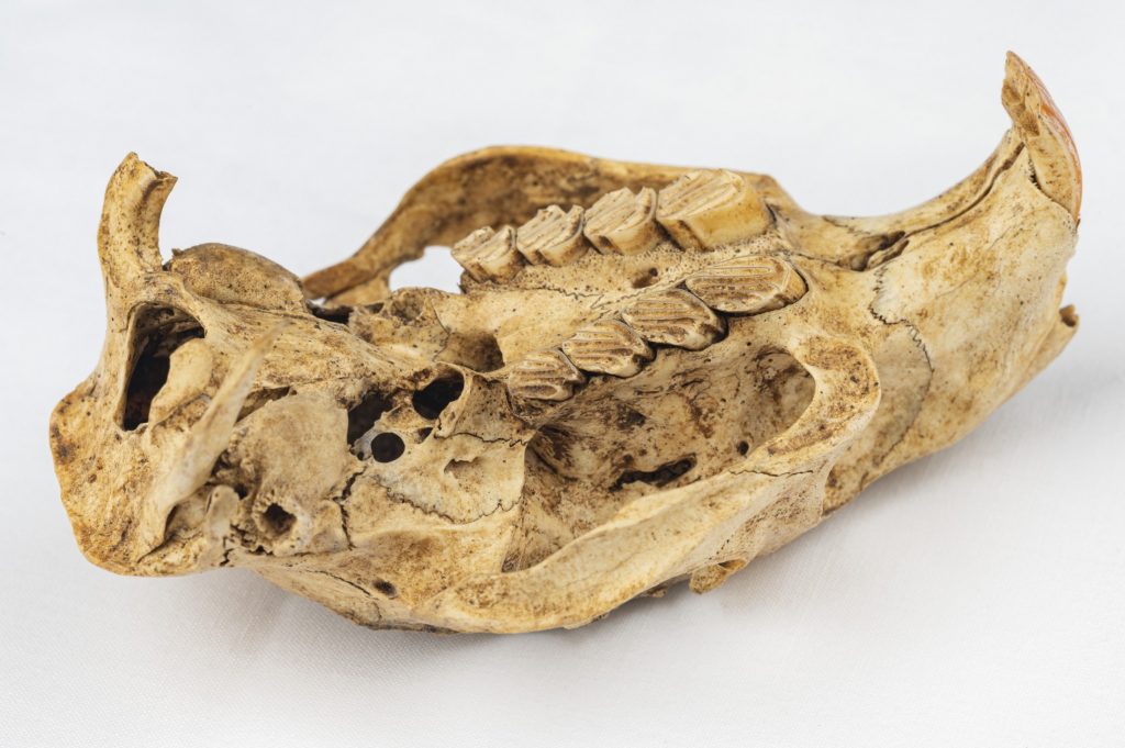 Rodent skull shown upside down with a close up visual of the teeth