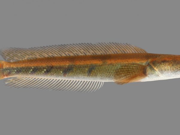 elongated fish with short fins down the top and bottom length of its body and a small tail fin with a mark that mimics its round red eye