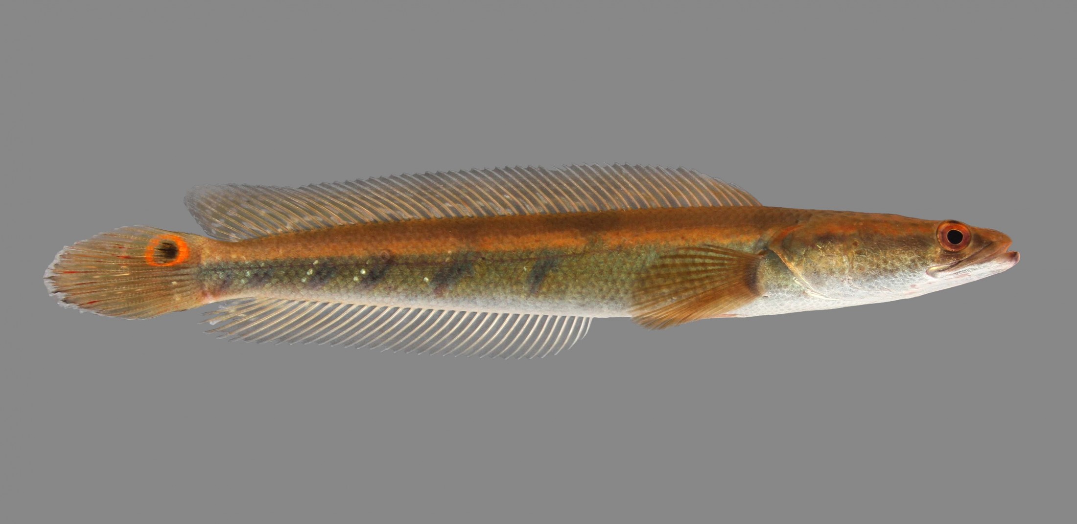Non-native snakehead fish spotted for the first time along Florida's Gulf  Coast – Research News