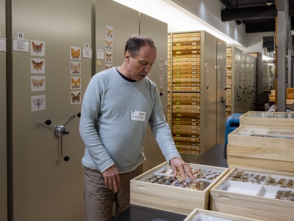 Person stands next to a table stacked with boxes of butterfly specimens one hand resting on the glass of lid of a box. Behind him are rows of shelves with more specimen drawers