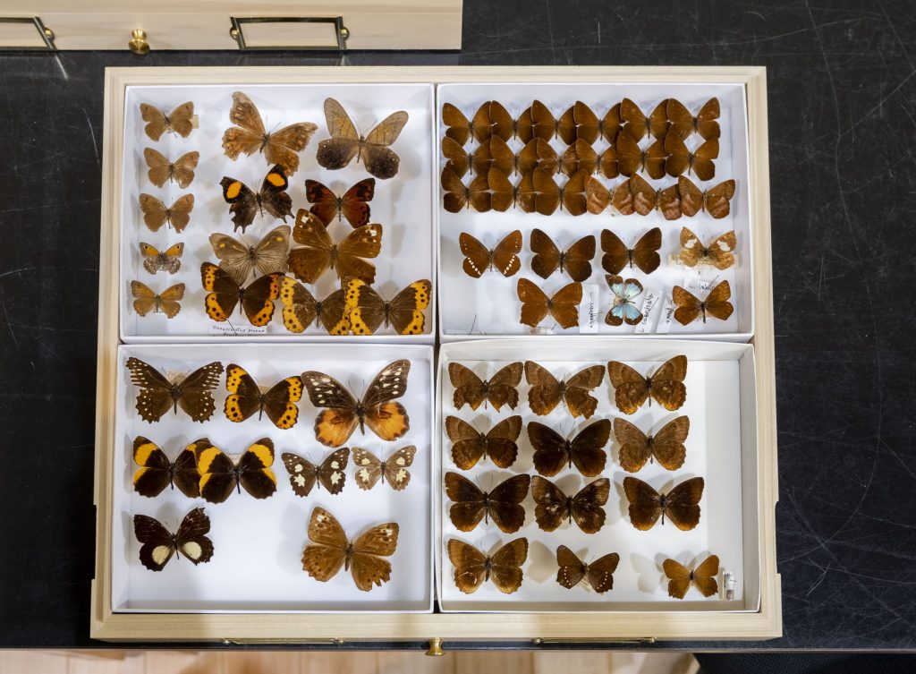 Collection box full of preserved butterflies