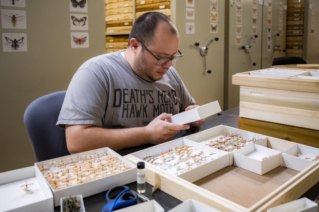 Person inspects a box full of preserved butterflies