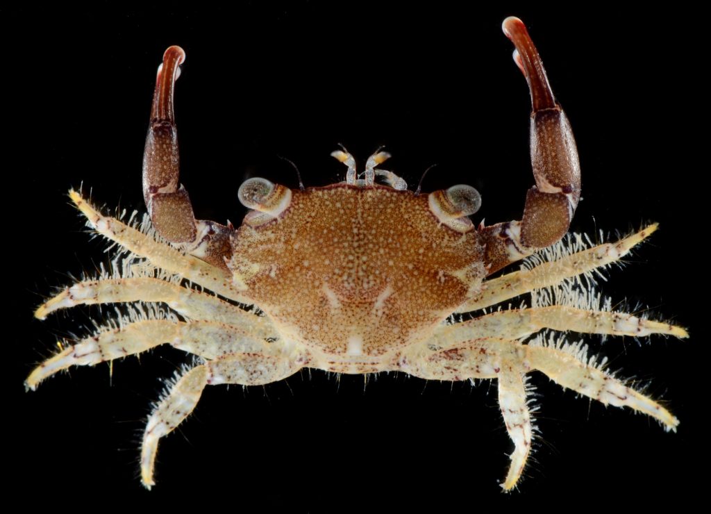 Photograph of crab