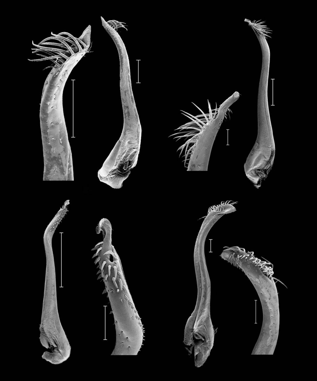 Electron micrographs of crab gonopods from four species