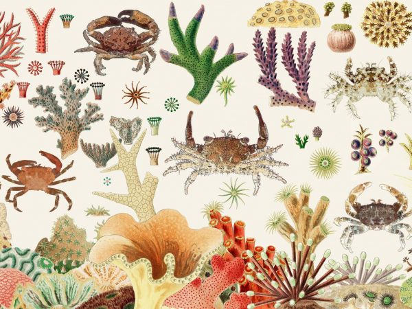 Collage of coral and crab illustrations