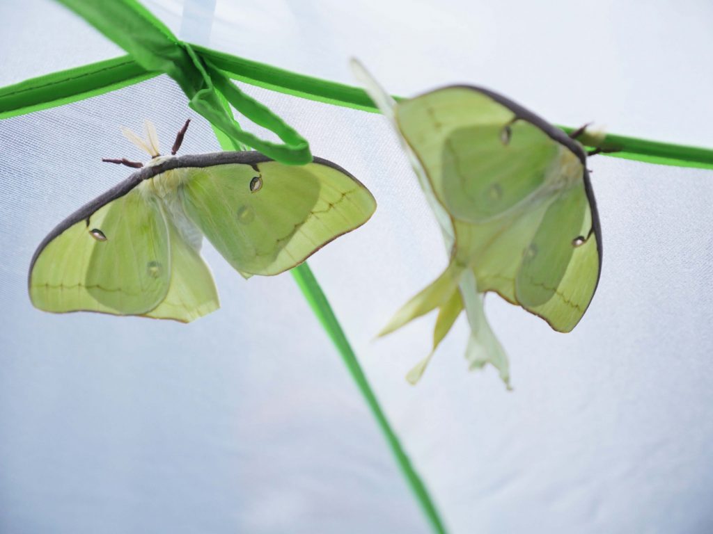 Luna moths in a mesh cage, one of which has had its tails removed