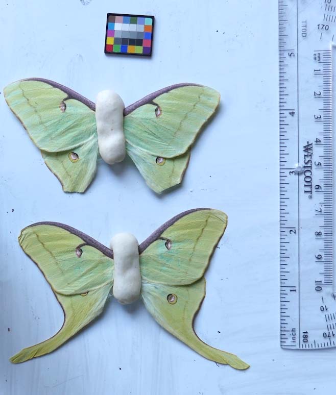 Moth replicas made from real wings and pastry bodies