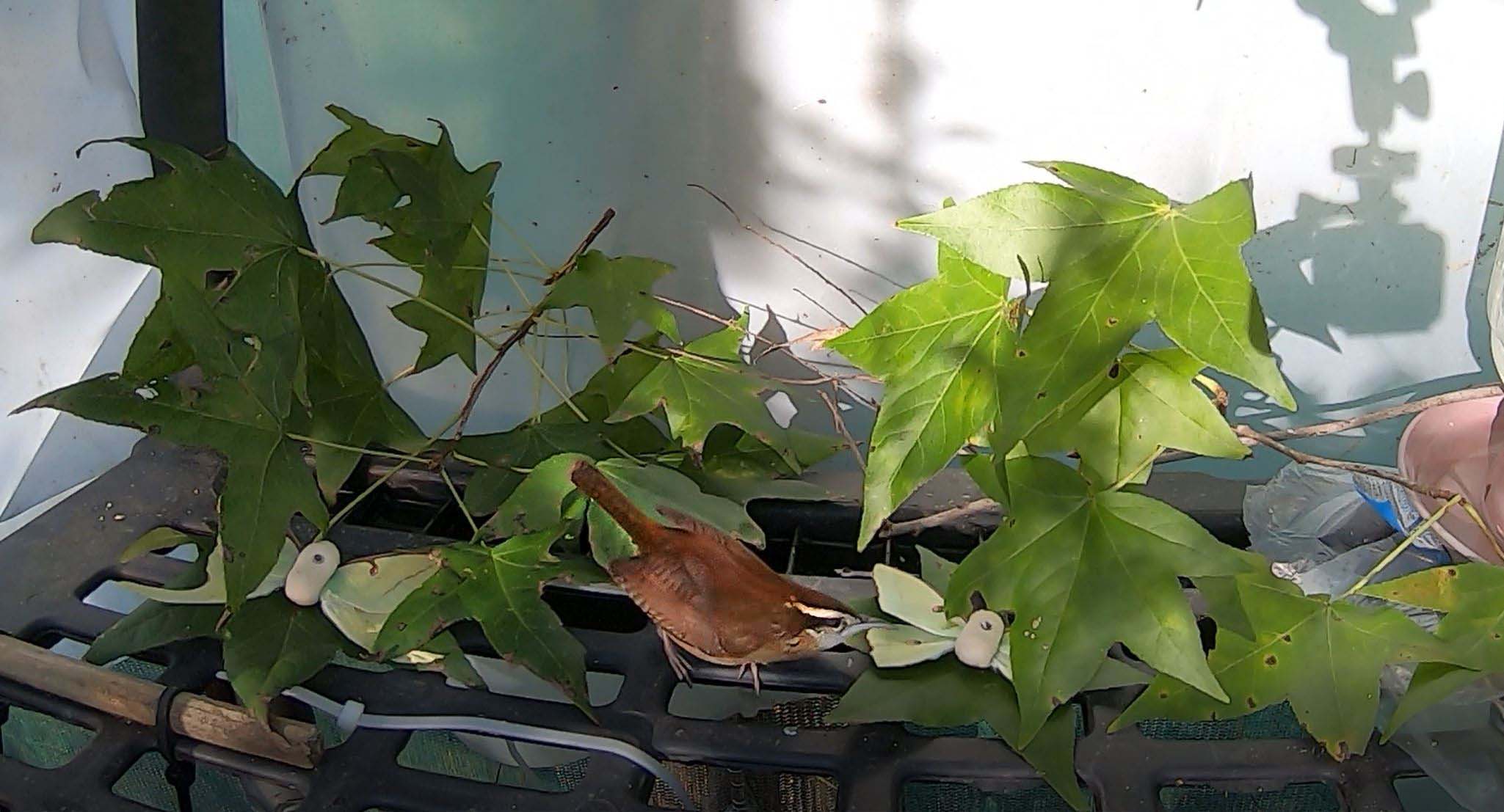 The image shows a Carolina Wren standing on some sort of black grate against a white wall. The wren itself is a rich brown, with a white stripe running over its eye and back down its head, and a gray chin. it's looking to the right of the image. On either side of it, bait moths are visible, but they're partially covered by what leaves. 