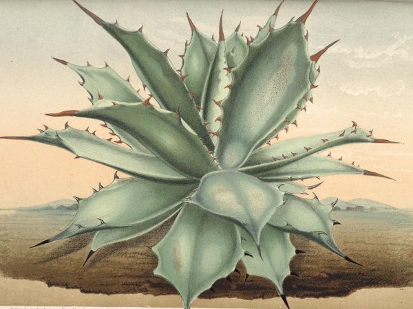 illustration of an agave plant with broad leaves growing from a central point close to the ground. Leaves are wide with large thorns at the point and along the edges.
