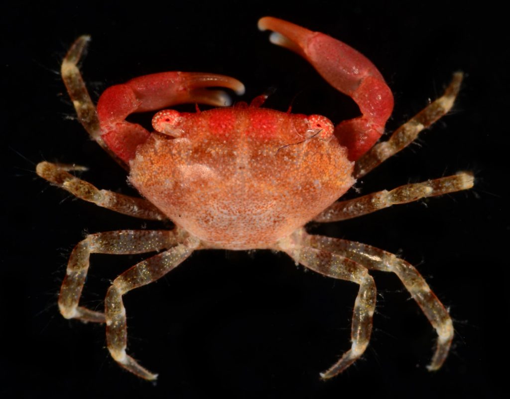 Photograph of red crab