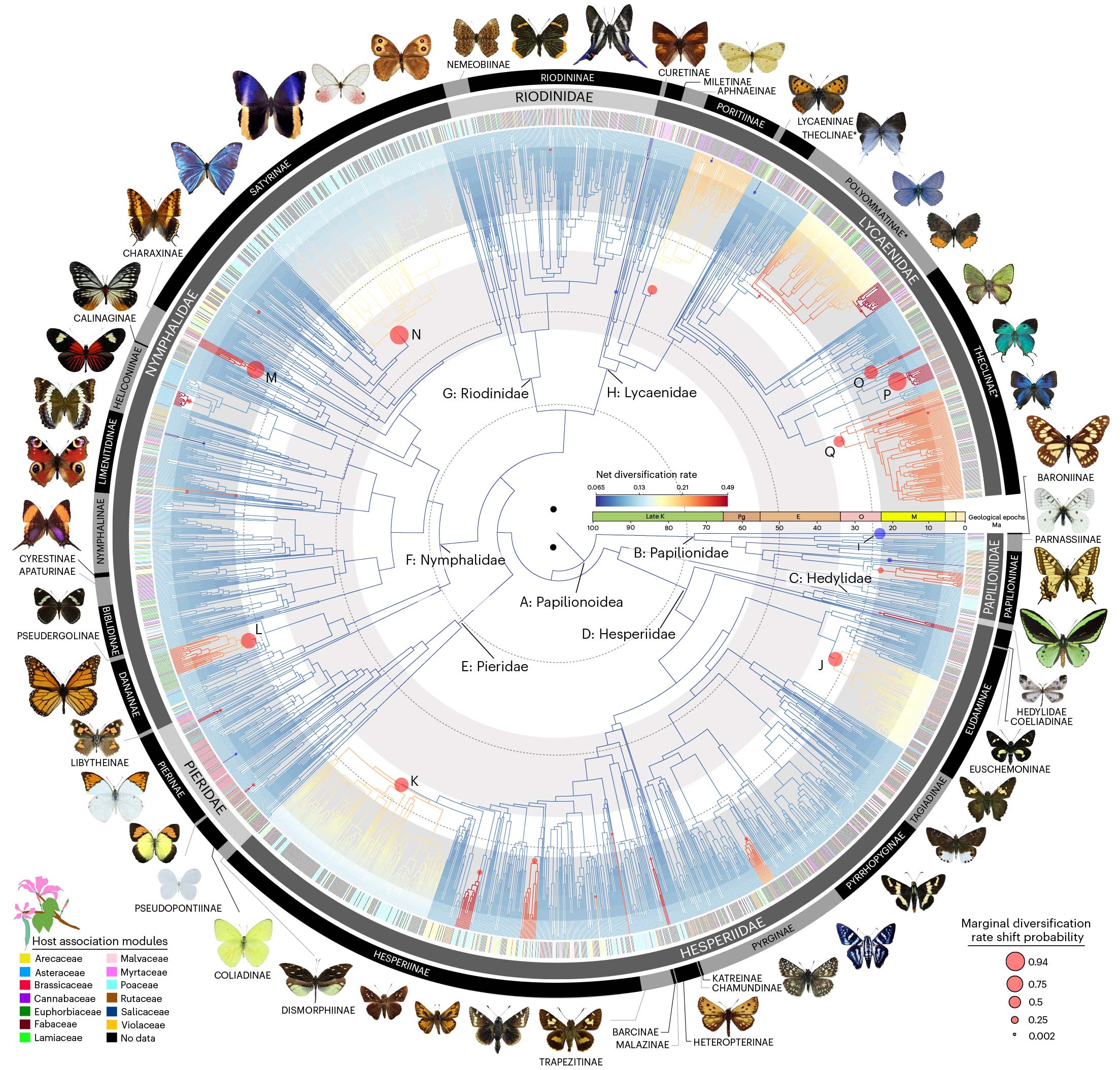 circular chart shows diversification among butterfly species