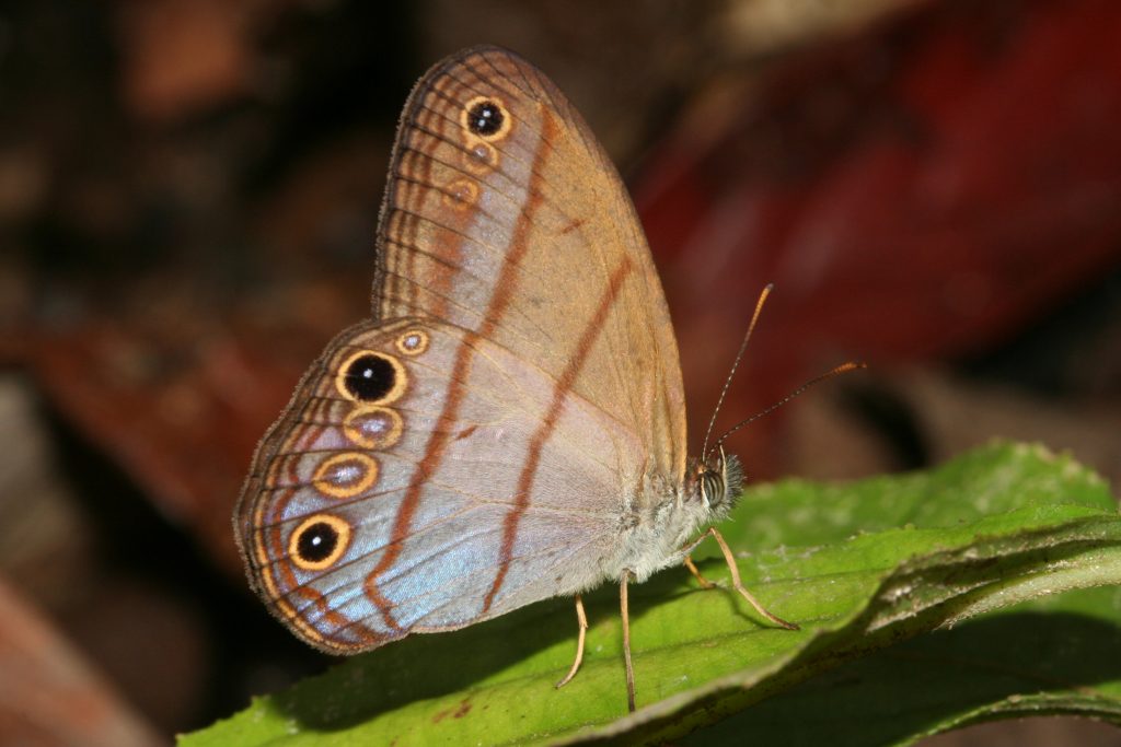 Butterfly on leaf