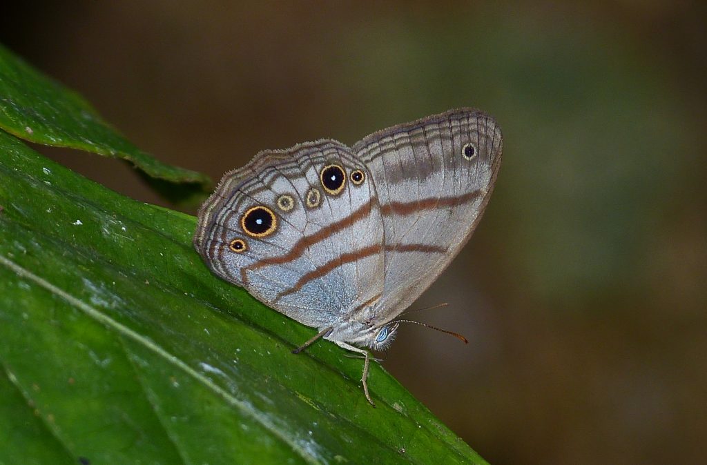 Butterfly with blue eyes perched on leaf