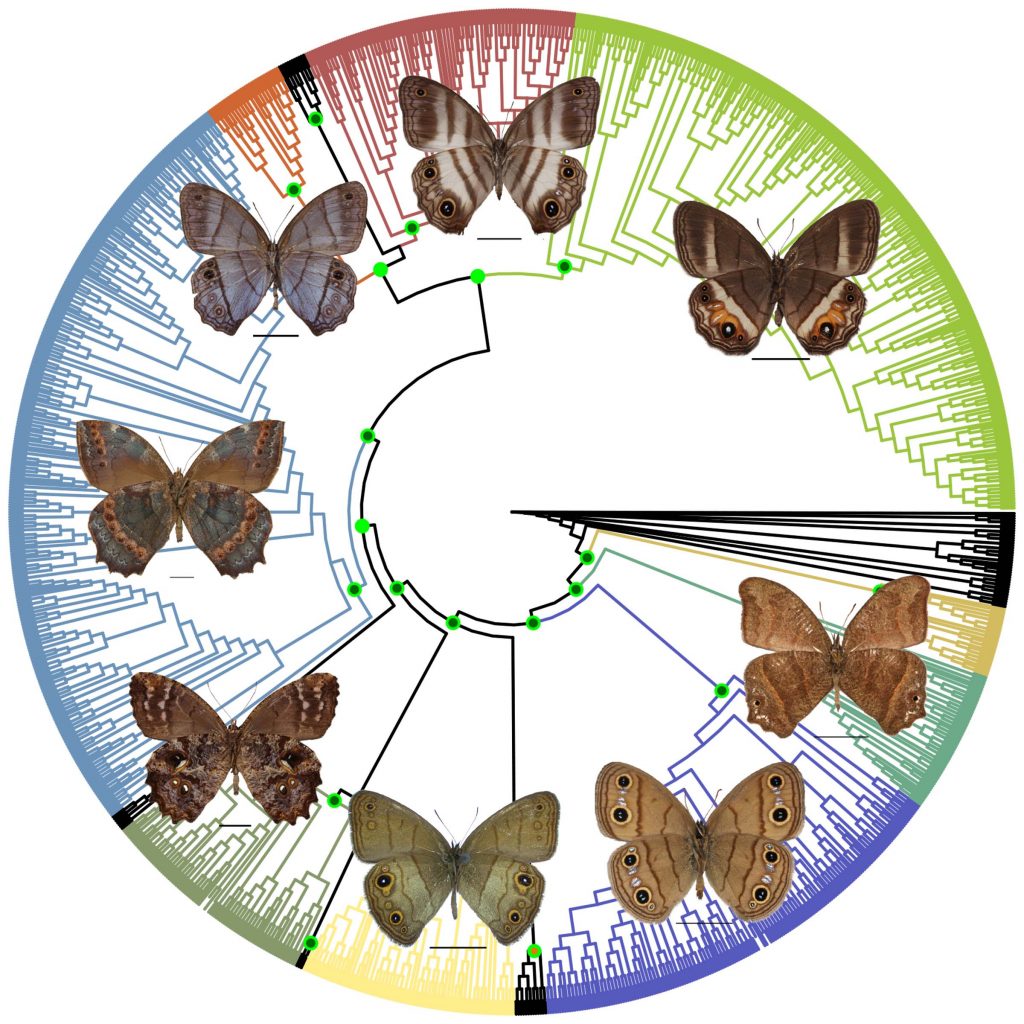 Circular phylogeny of Euptychiina overlaid with photographs of butterflies.