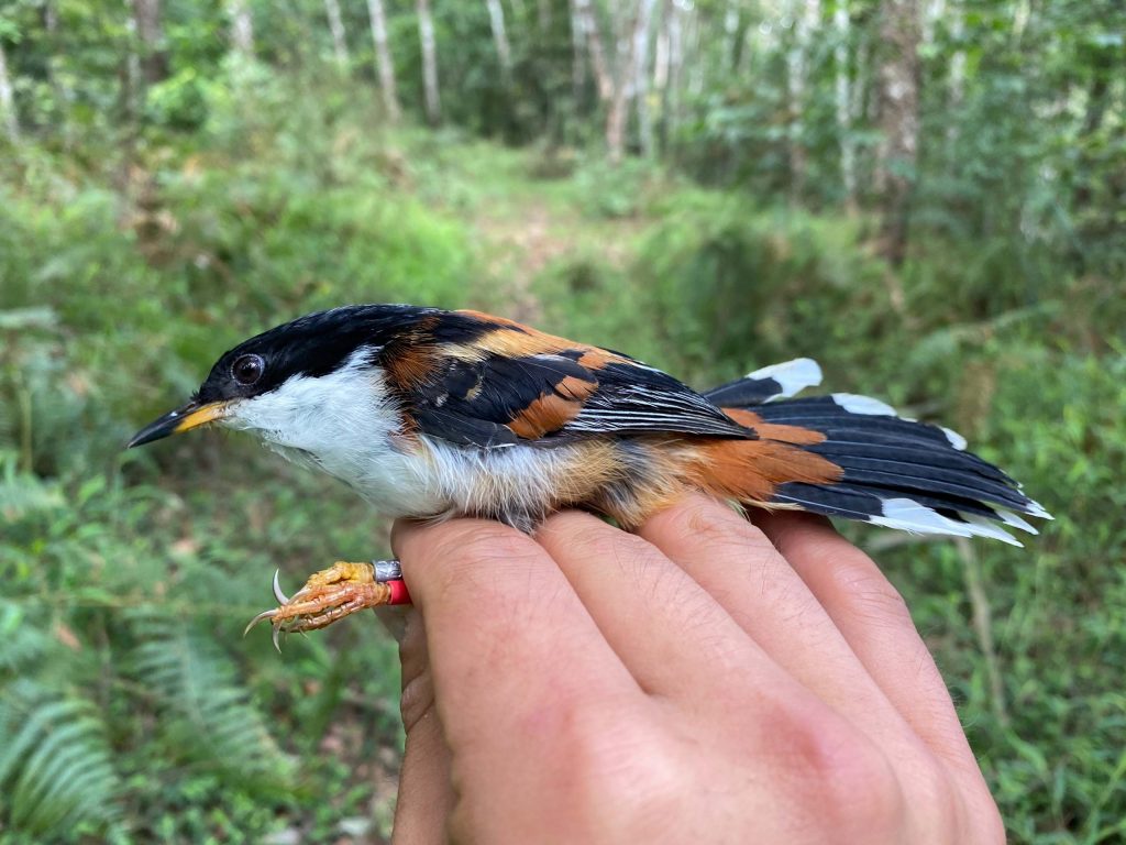 Bird held by its feet in someone's hand