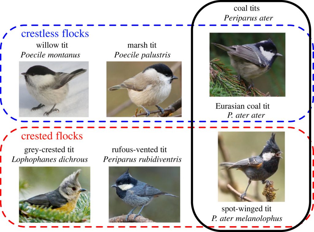 Diagram of birds, showing species with and without crests