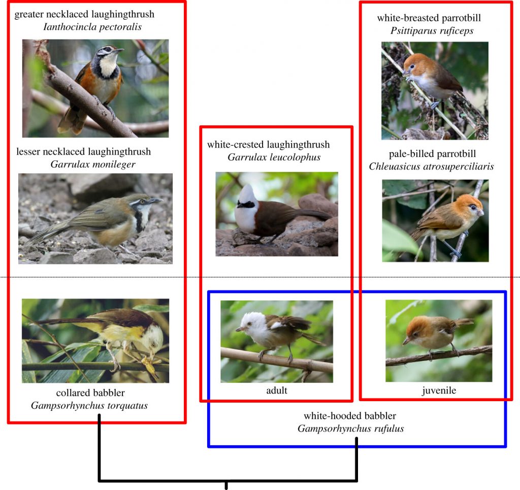 Diagram of birds, showing how different species resemble each other at different periods in their development